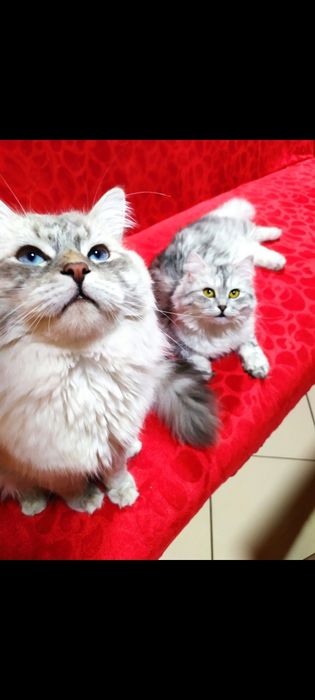 Сибирски  котета (сребърно