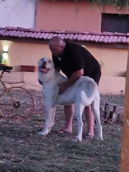 Кавказки вълкодав