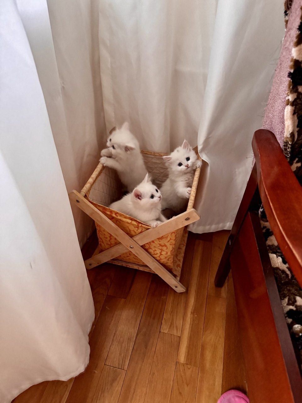 Срочно продаётся котята