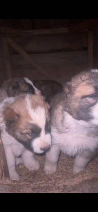 Продаются щенки породы алабай