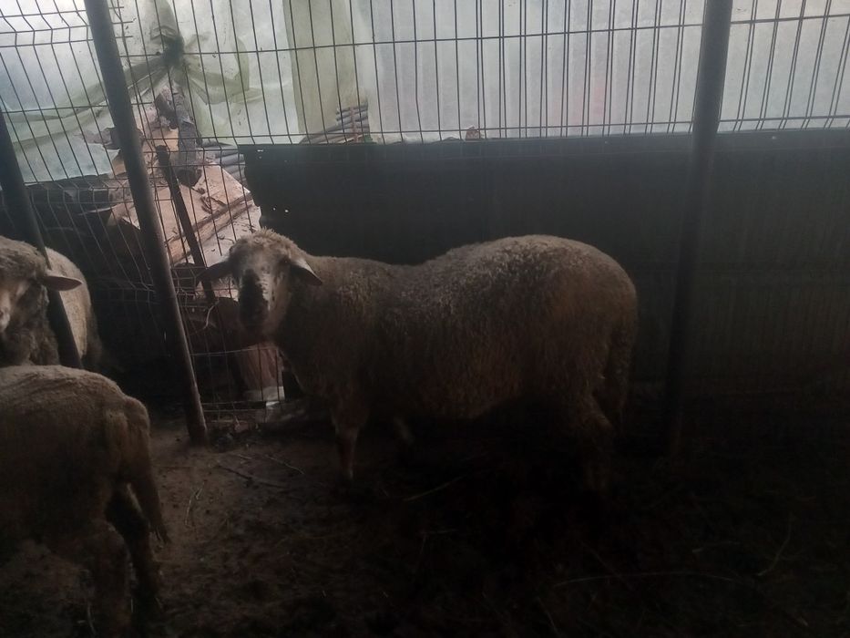 Vând berbec pentru ținut sau pastramă
