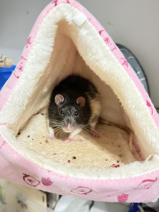 Продам крысу ручную . Очень умную . Только в дом где нет другиз животх