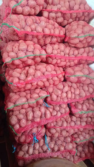 Cartofi consum si samanta