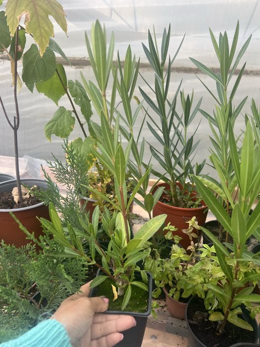 Leylandi, lavanda, leandru