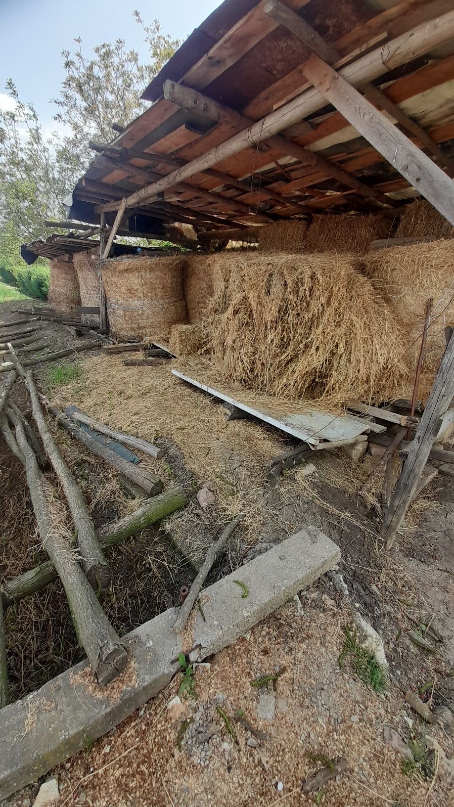 Vând baloți de lucernă