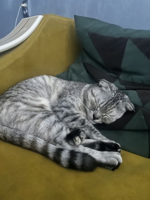 отдам кошку и кота в добрые руки