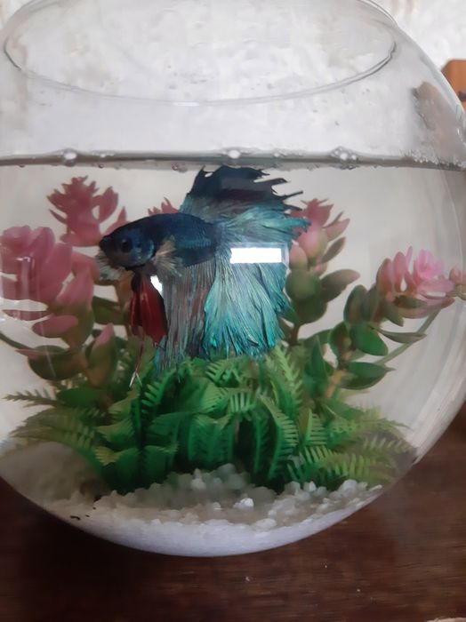 Петушок аквариумная рыбка