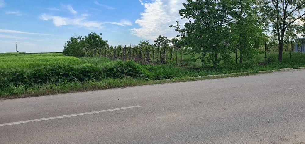 Teren intravilan 2300mp Sarulesti Sat Calarasi