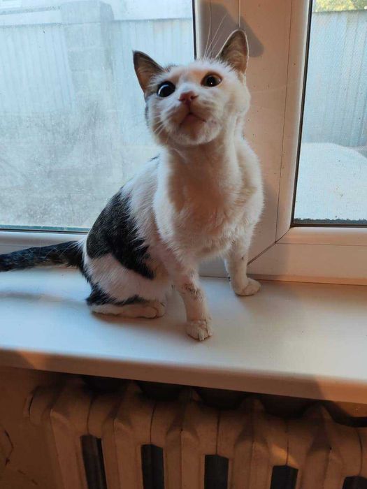 Любознательная искательница приключений Соня ищет новых хозяев