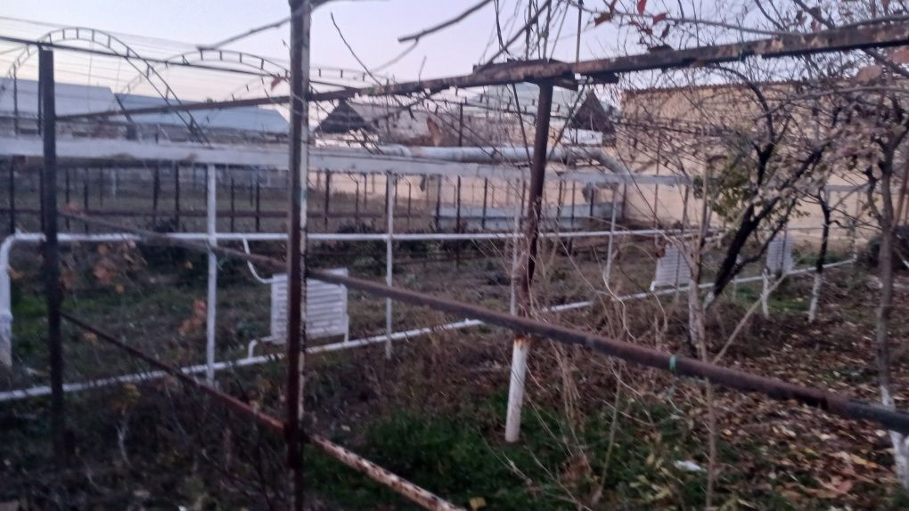 Issixona polizekinlari (sabzavotlar uchun) biznesmenlar uchun
