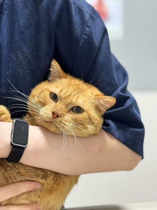 Котик в добрые руки