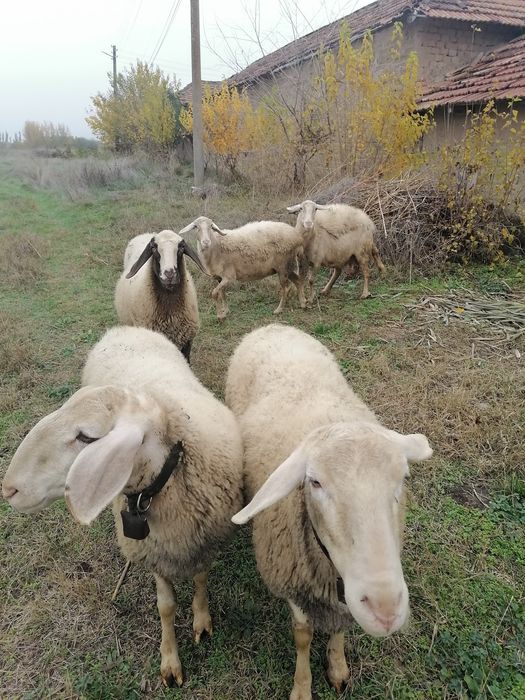 Продавам редовни овце