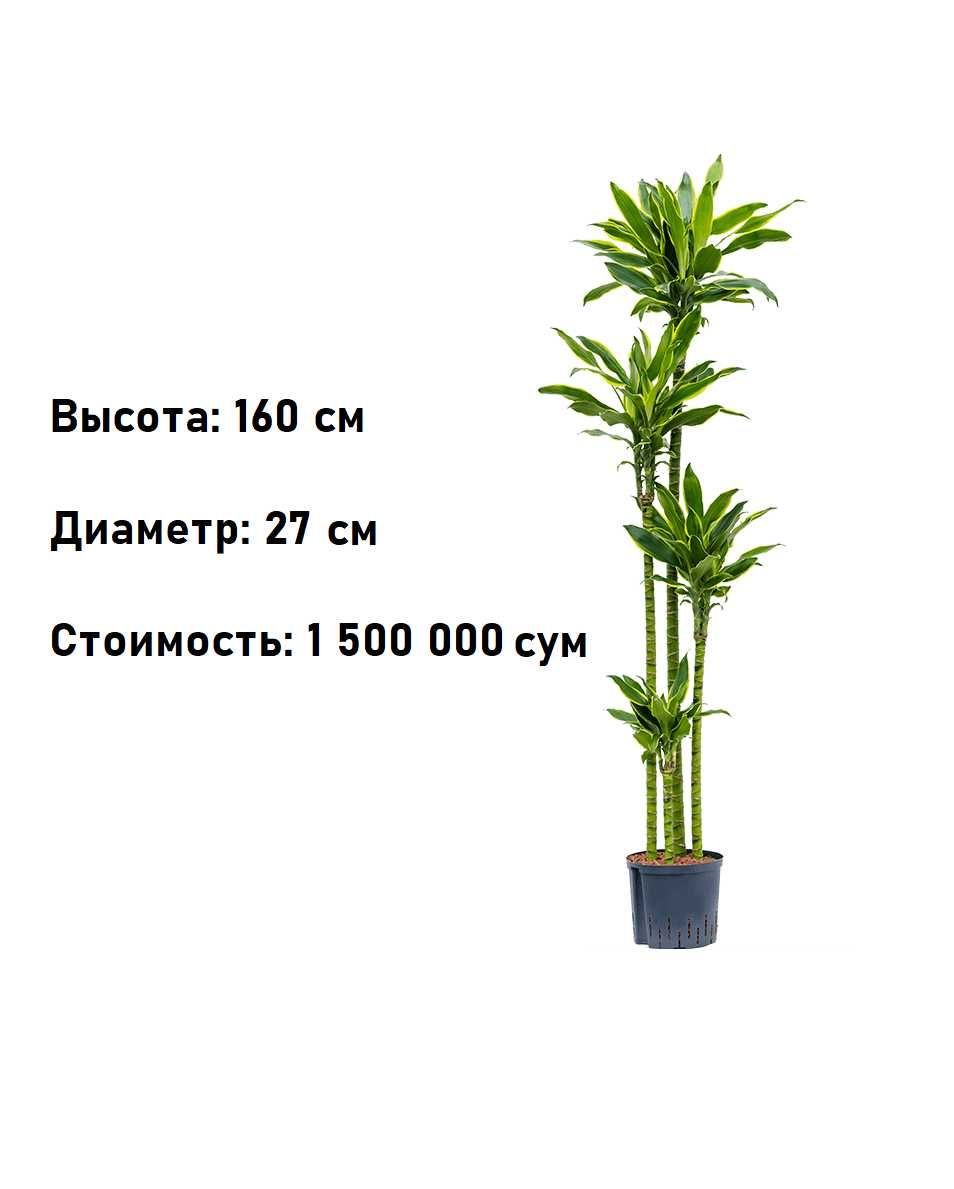 Комнатное растение - (Dracaena) - Голландская Драцена