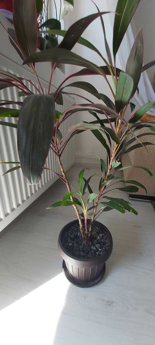 Planta de apartament