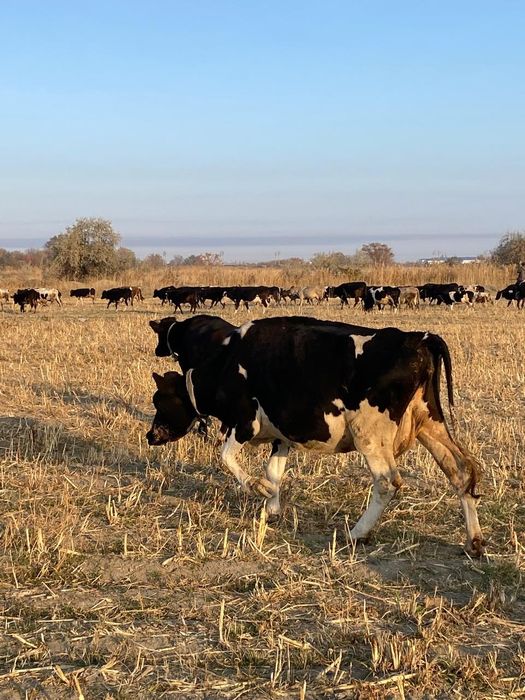 Продается корова голштейн