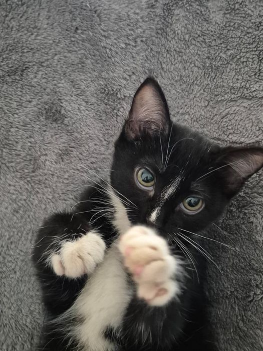 Кошечка 1,5 месяца ищет любящую мамочку!