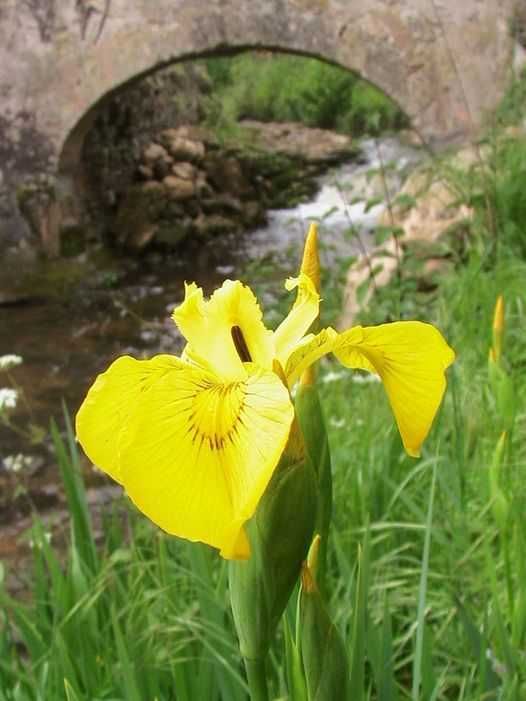 Stânjenel de baltă / Iris de balta