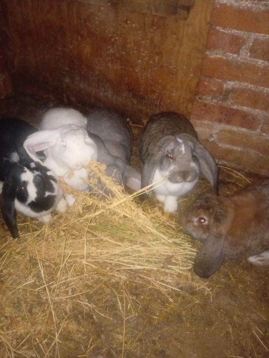 Vind iepuri berbec german