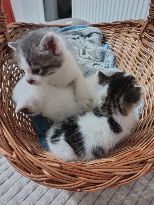 Donez pisici de o luna și jumatate