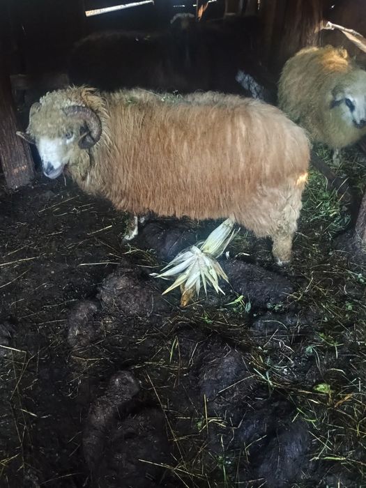 Vând urgent un mior și o mioară