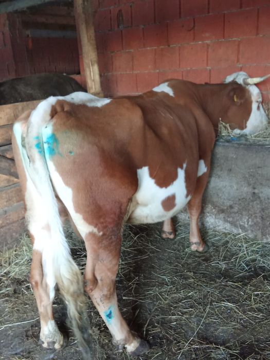 Vând vaca de 5 ani .