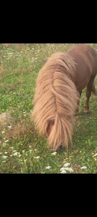 De vânzare foarte cuminte