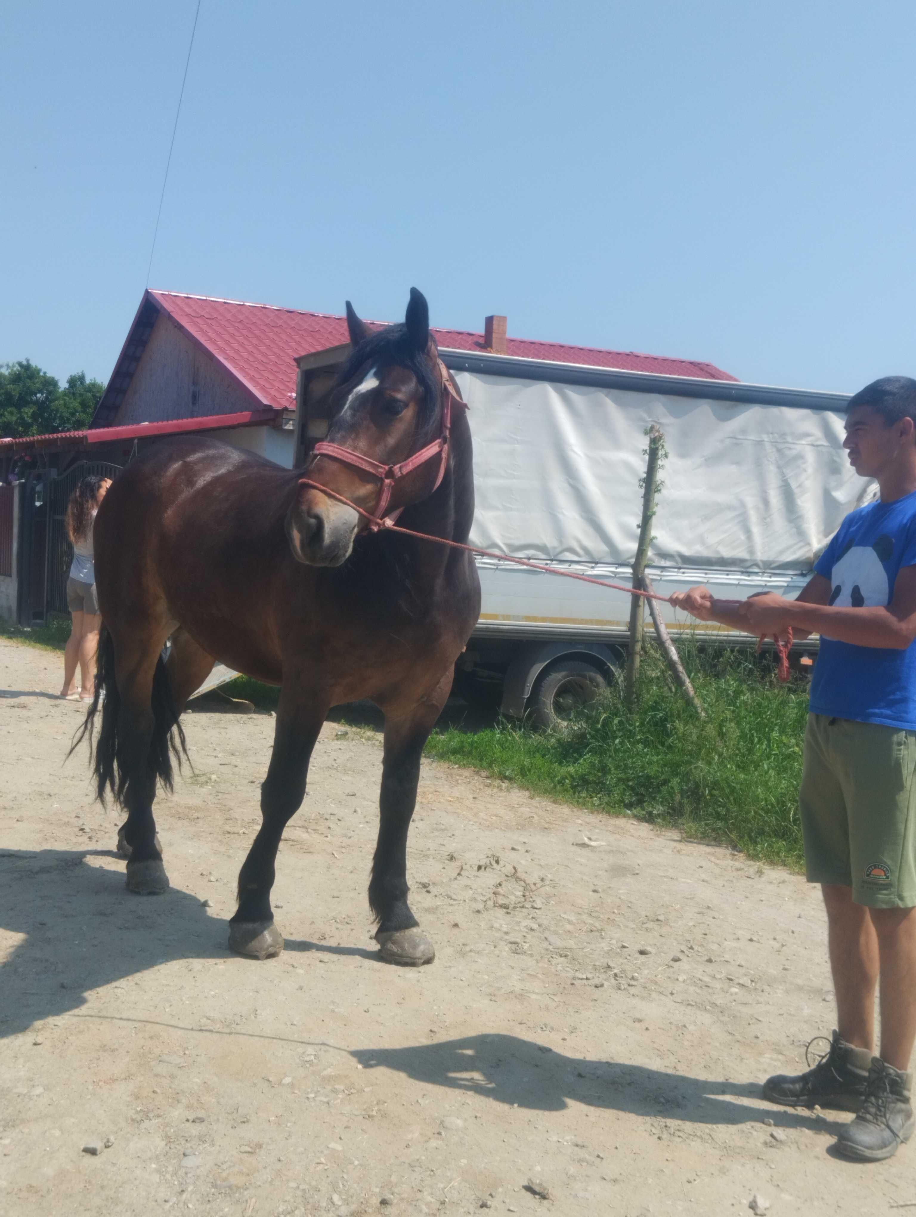 Cal de vânzare 4 ani castrat