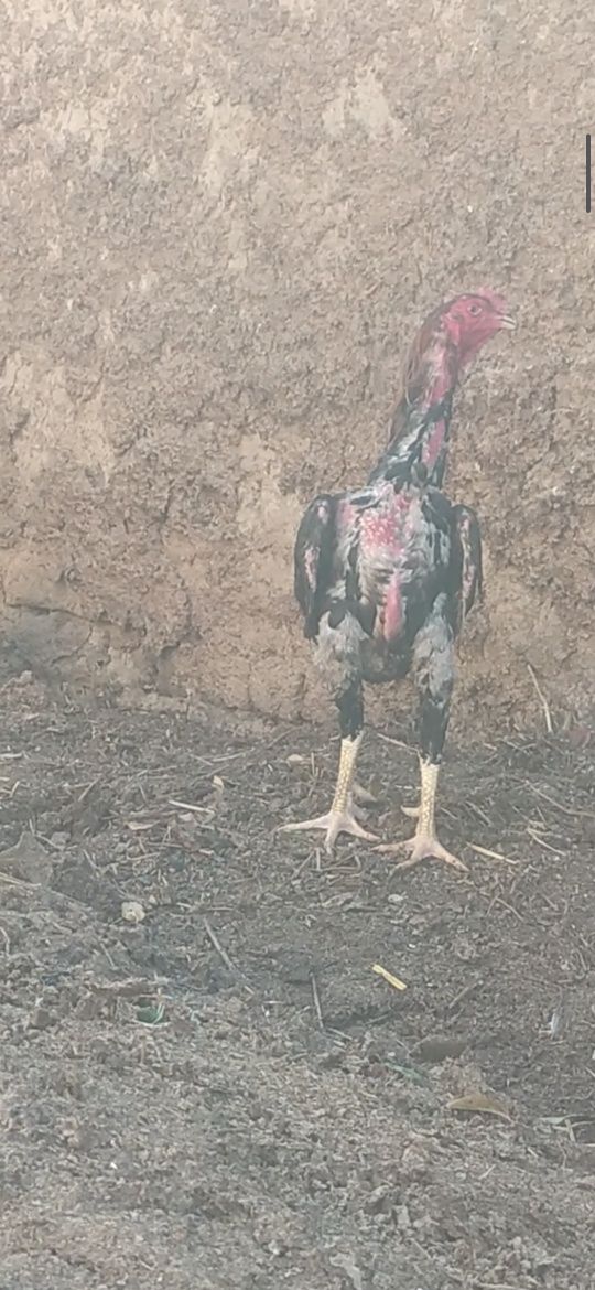 Karis xoʻroz sotiladi
