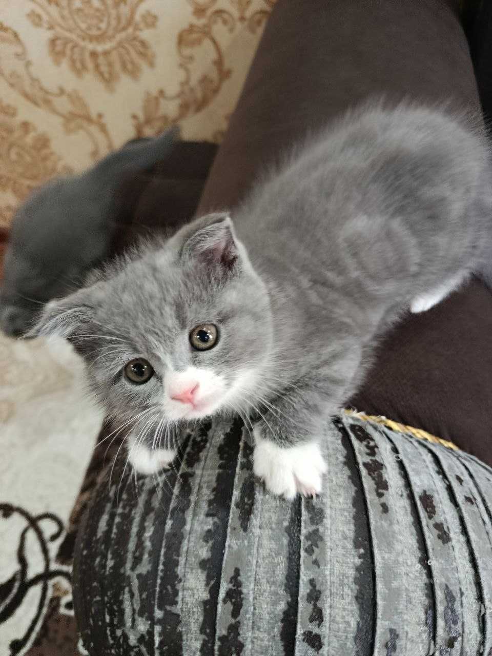 Котята скоттиш фолд! Очень игривые и добрые! Отличный друг!