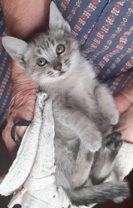 Котята девочки бесплатно