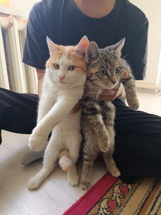 Красивые кошки,,отдам даром