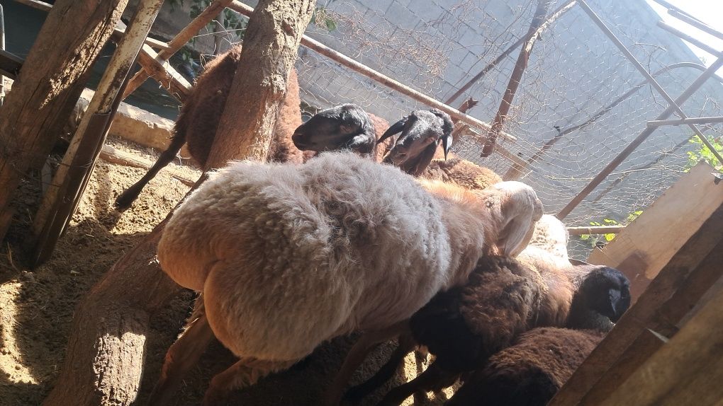 Кой (баран) Арашан