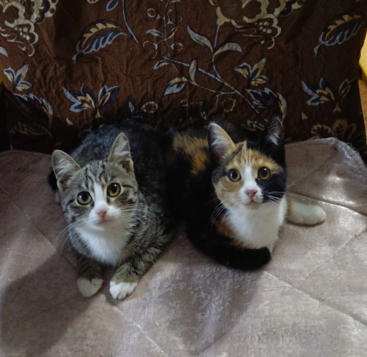 Отдам в добрые руки, двух милых котят