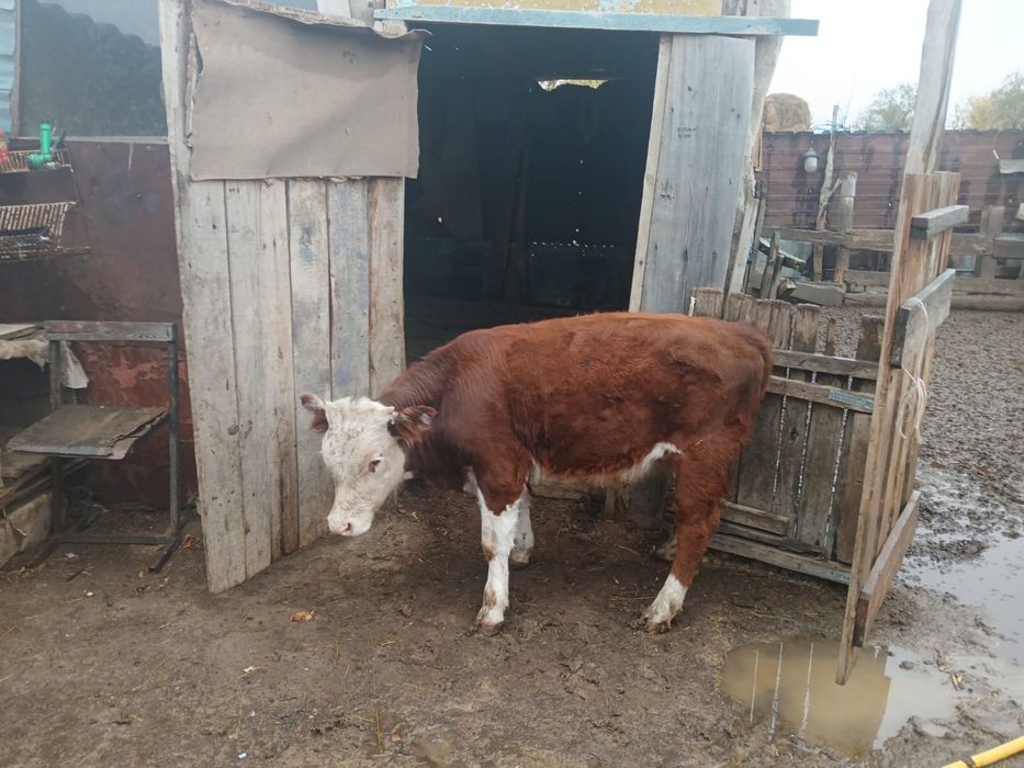 Корова с теленком /Сиыр бұзауымен бірге сатылады