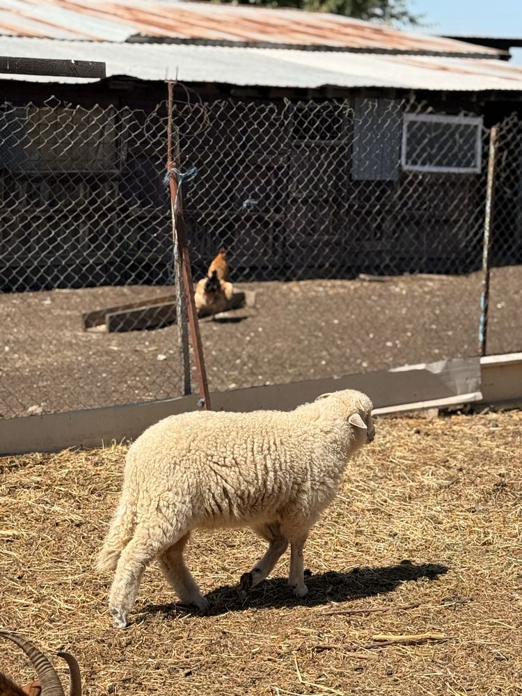 Berbecut merinos