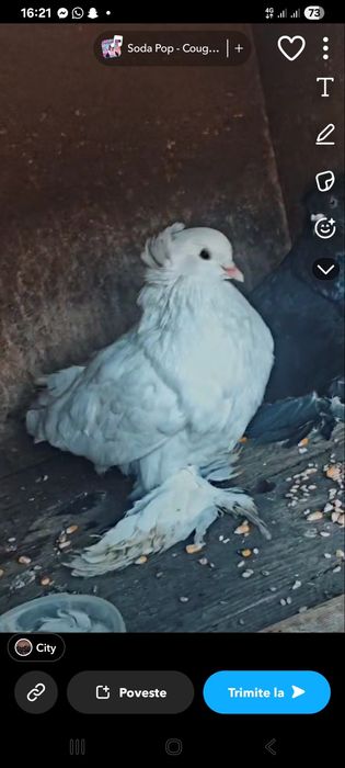 Vând porumbei talie mare