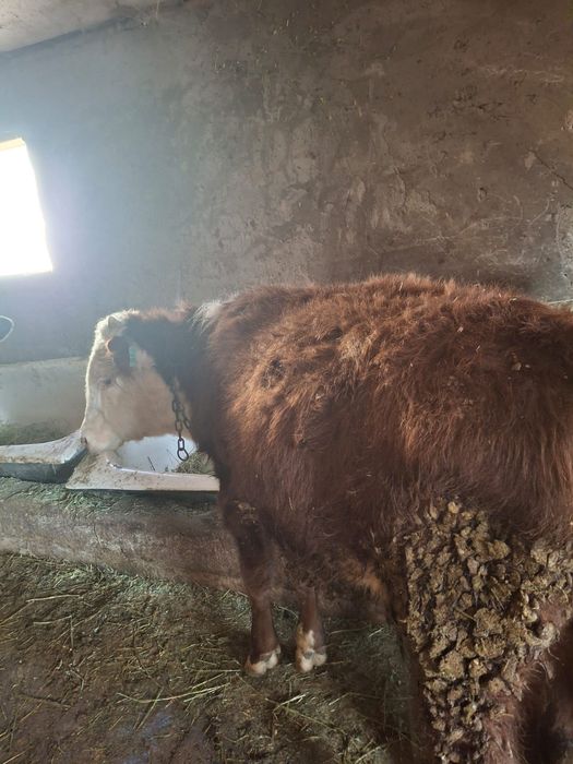 Продается бычок и телка отличные