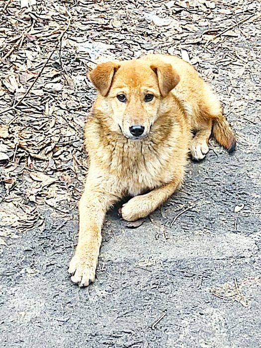 Отдам щенка в добрые руки