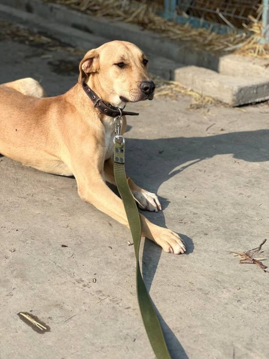 Мальчишка срочно ищет дом и семью!