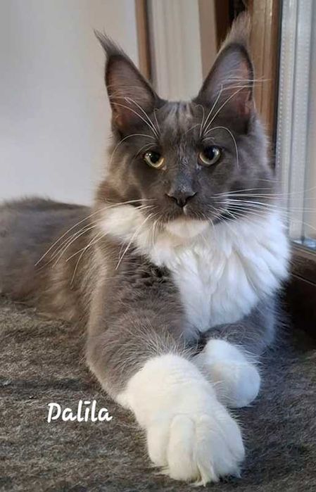 Felisa Autorizata WCF-rasa Maine Coon-Pedigree-Timisoara