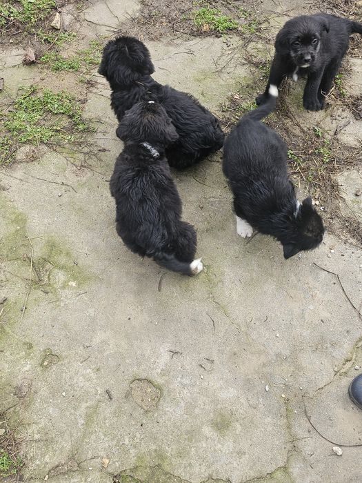 Подарявам кученца