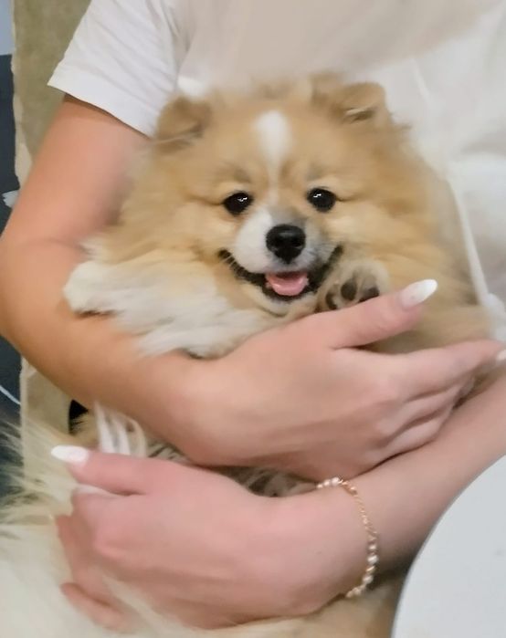 Продам шпица  в добрые руки