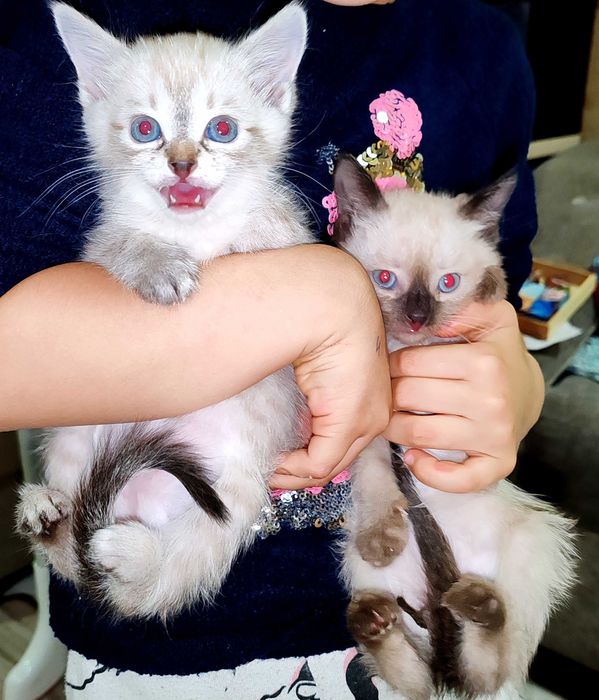 Котята сиамские и тайский