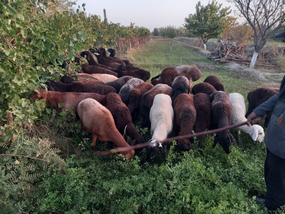 Хисори бугуз куйлар сотилади