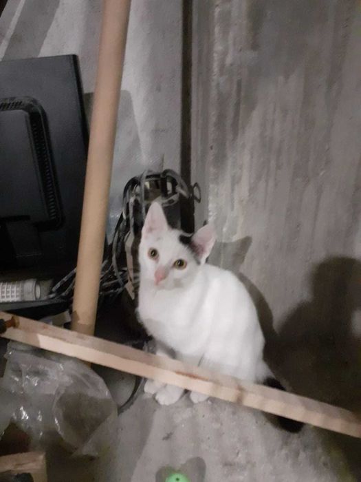 Adoptie motan varsta 4 luni