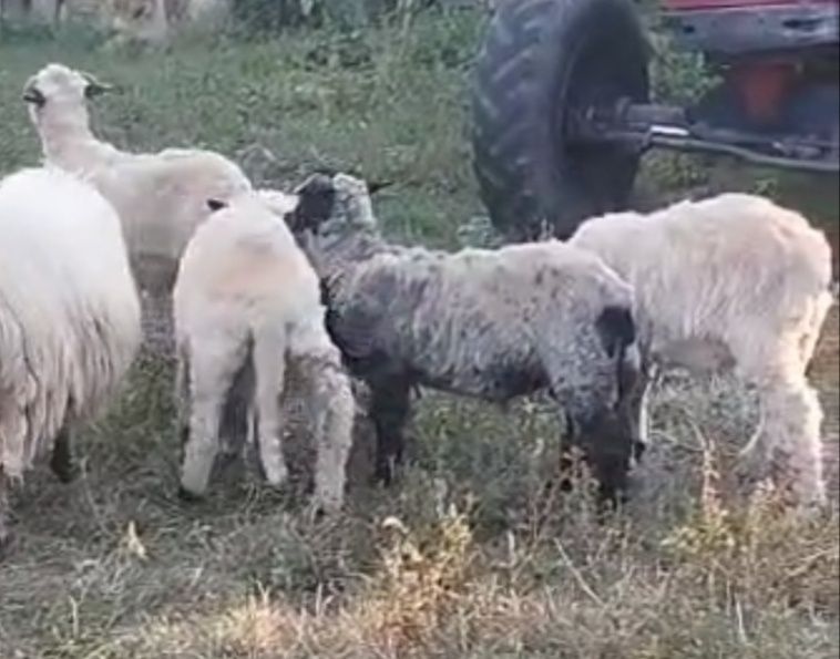 Berbecuți disponibili 4 bucăți