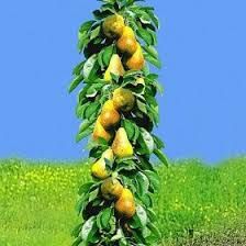 Peri columnari timpuriu de cluj