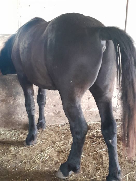 Vând mânji de un an jumate