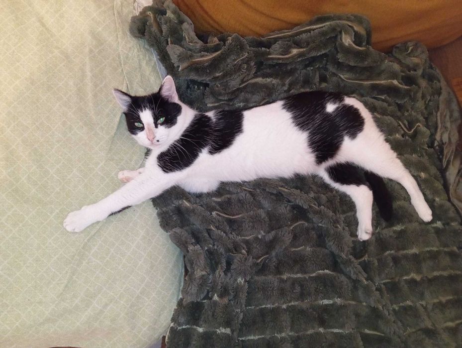 Cadou gratis Mos Nicolae/Craciun pisica 1 an sterilizata