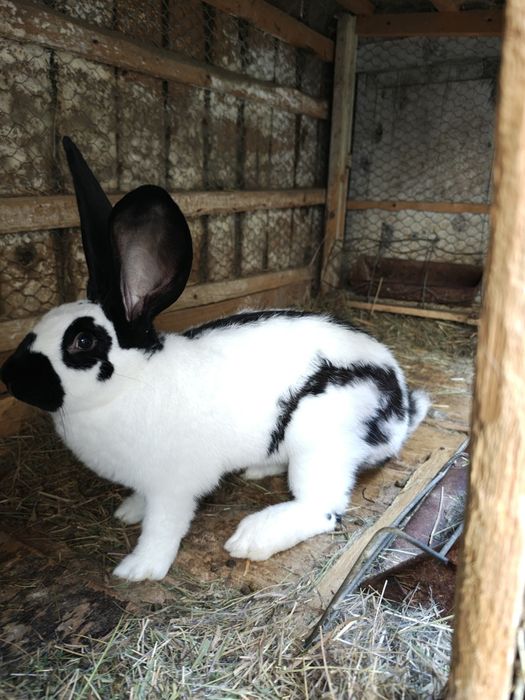 Fluture pestriț german.